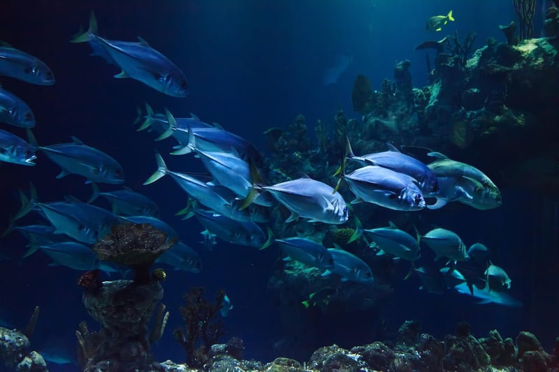 Deep Sea Fishing